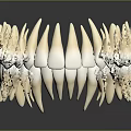 3D Rendered Sharp Teeth Organ Model With Curved Arrangement And Reflective Surface