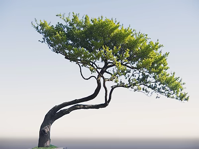 Graceful Tree With Curved Trunk And Lush Green Leaves Against Blue Sky 3d model