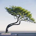 Graceful Tree With Curved Trunk And Lush Green Leaves Against Blue Sky