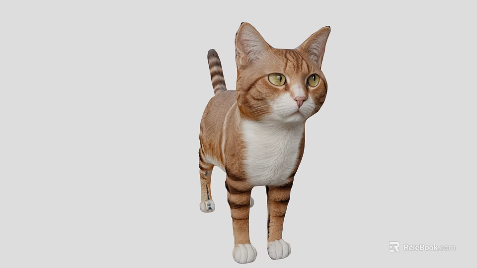 Orange And White Cat Standing In Gray Background With Alert Expression 3d model 