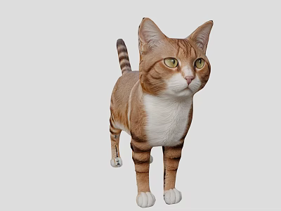 Orange And White Cat Standing In Gray Background With Alert Expression 3d model