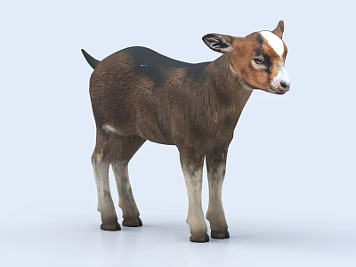 Cute Brown And White Baby Goat Standing On Light Background With Soft Fur 3d model