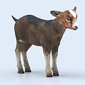 Cute Brown And White Baby Goat Standing On Light Background With Soft Fur