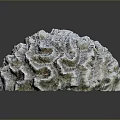 Gray Brain Coral An Aquatic Animal In Marine Environment With Detailed Texture