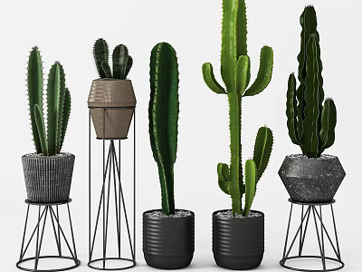 Modern Cactus Potted Plants With Decorative Pots And Metal Stands 3d model
