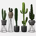 Modern Cactus Potted Plants With Decorative Pots And Metal Stands