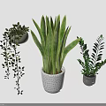 Different Types Of Indoor Green Plants With Long Leaves Hanging Vines And Decorative Pots