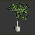 Green Potted Plant With Lush Green Leaves In Light Colored Pot On Gray Background