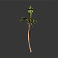 Green Plant With Slender Stem And Several Green Leaves On Gray Background With Reflection