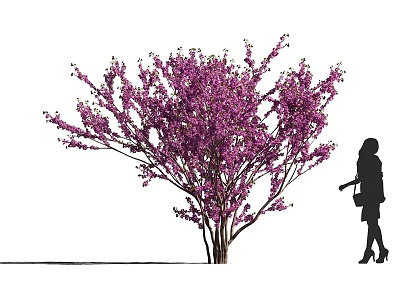 Purple Flowering Tree Blooming Vibrant Purple Blossoms With Silhouette of Woman Walking Nearby 3d model