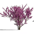 Purple Flowering Tree Blooming Vibrant Purple Blossoms With Silhouette of Woman Walking Nearby