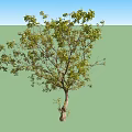Healthy Arbor With Lush Green Foliage And Sturdy Trunk In Outdoor Space