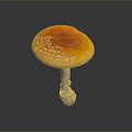 Fresh Orange Mushroom With White Spots On Round Cap Over Dark Reflective Surface