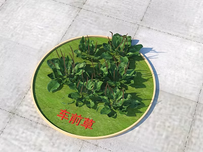 Fresh Green Plantain Herb Growing In Circular Garden Bed On Stone Pavement 3d model