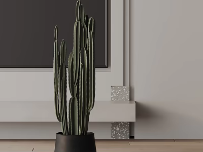 Tall Cactus Plant In Black Pot Against Gray Wall And White Shelf On Wooden Floor 3d model