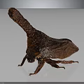 Reddish Brown Insect With Long Dorsal Projection On Gray Background 3d model