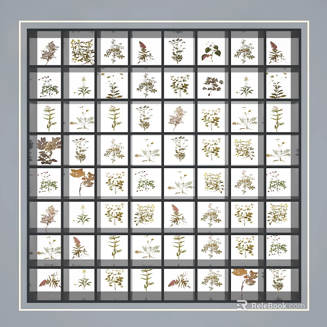 Various Pressed Botanical Plant Specimens In Grid Display Board Collection Arrangement 3d model 