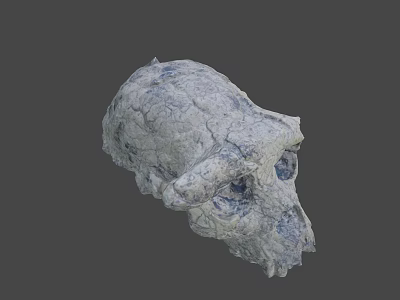 Detailed Textured Skull Model With Cracked Surface And Blue Spots 3d model