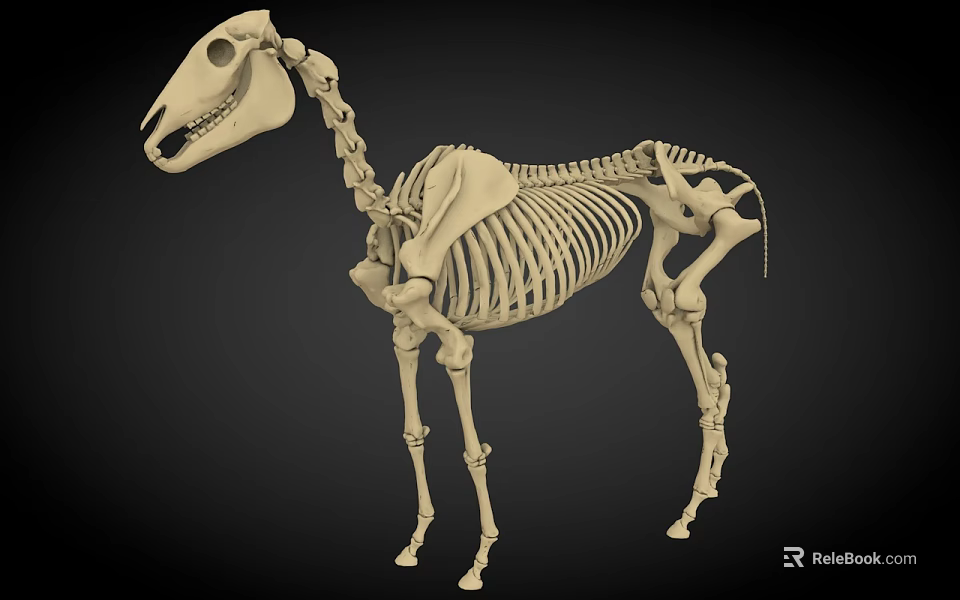 Medical Device Horse Skeleton Anatomical Model for Veterinary Teaching and Research 3d model 