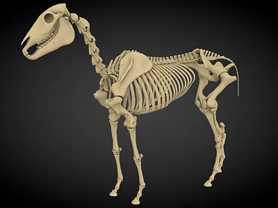 Medical Device Horse Skeleton Anatomical Model for Veterinary Teaching and Research 3d model