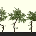 Modern landscape tree landscaping oblique floating oblique branch tree courtyard tree 3d model