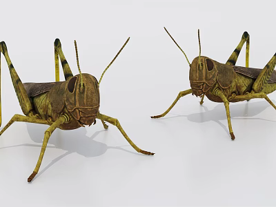 Two Brown Yellow Reptiles With Long Legs Standing On White Background 3d model
