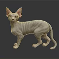 Hairless Sphynx Cat With Wrinkled Skin And Large Ears Standing On Black Surface