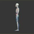 Detailed Blue Human Figure 3D Anatomy Model With Skeletal Lines And Reflective Surface