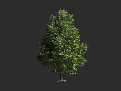 Lush Green Arbor With Dense Foliage And Strong Trunk On Dark Background 3d model