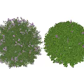 Lush Round Garden Shrubs With Purple Flowers And Vibrant Green Leaves