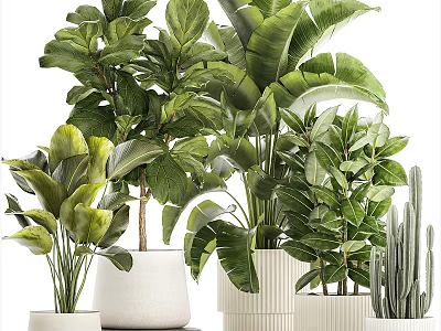 Various Indoor Trees With Lush Green Foliage In White Ceramic Pots 3d model