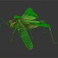 Modern grasshopper insect cartoon locust 3d model