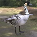 Waterfowl Goose With Black And White Striped Feathers Spreading Wings On Grassland And Trees
