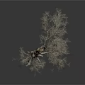 A Bare Tree With Slender Trunk Branches And Exposed Roots On White Background