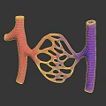 3D Rendered Organ and Hair Anatomical Structure with Vibrant Pink Purple Network Tubular Design