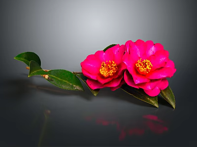 Pink Camellia Flowers With Green Leaves On Grey Background And Reflection 3d model