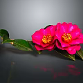 Pink Camellia Flowers With Green Leaves On Grey Background And Reflection