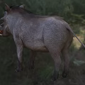 African Warthog Common Warthog Eritrean Warthog Animal Creatures 3d model