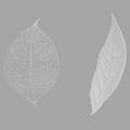 Green Leaves With Visible Veins And Natural Texture On Gray Background