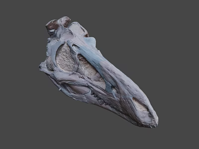 Detailed Dinosaur Skull Fossil With Anatomical Features And Prehistoric Structure 3d model