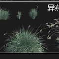 Different Types of Garden Grasses Including Hakone Grass Lavender Wild Bluegrass and Wild Oat
