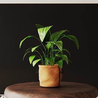 Modern Potted Plant 3d model