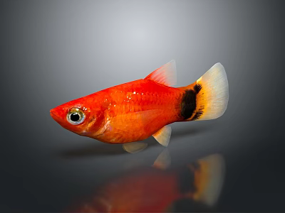 Vibrant Red Fish With Black And White Tail Swimming In Water With Reflection 3d model