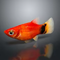 Vibrant Red Fish With Black And White Tail Swimming In Water With Reflection