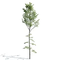 Different Form Arbor Trees With Green Foliage And Shadows On White Background 3d model