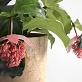 Indoor Potted Plant Featuring Large Green Leaves And Pink Spiky Flowers In Beige Textured Pot