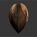 Clam Shell With Brown Orange White Colors And Natural Texture On Dark Background