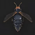 Flying Insect 3D Model with Detailed Transparent Wings and Exoskeleton Features