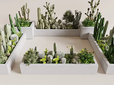Succulents And Cacti Arrangement In Concrete Planters 3d model