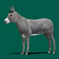 Realistic Gray Donkey Standing Isolated On Green Background With Shadow 3d model